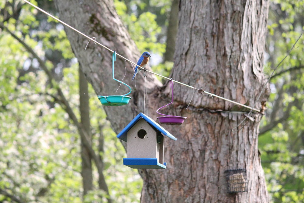 Eastern Bluebird 2020 (01).JPG