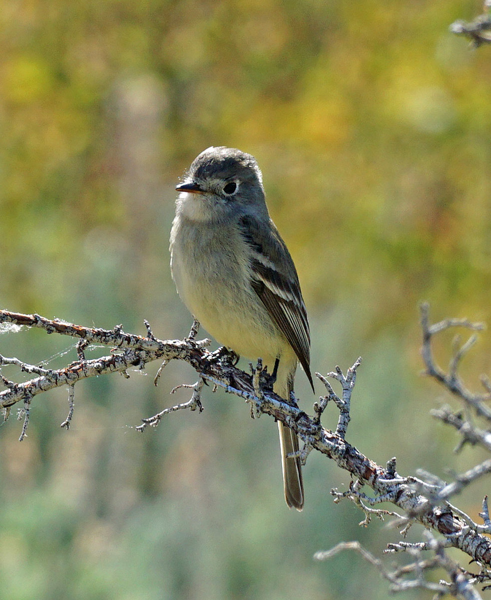 Little Flycatcher Near Reno, NV Help Me Identify a North American