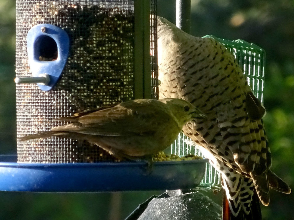 FemaleBird01sm.jpg