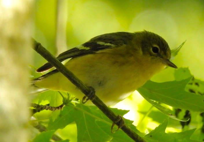 Warbler ID - Help Me Identify a North American Bird - Whatbird Community