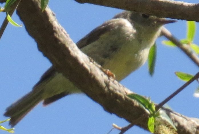 Mystery Flycatcher in Virginia - Help Me Identify a North American Bird ...