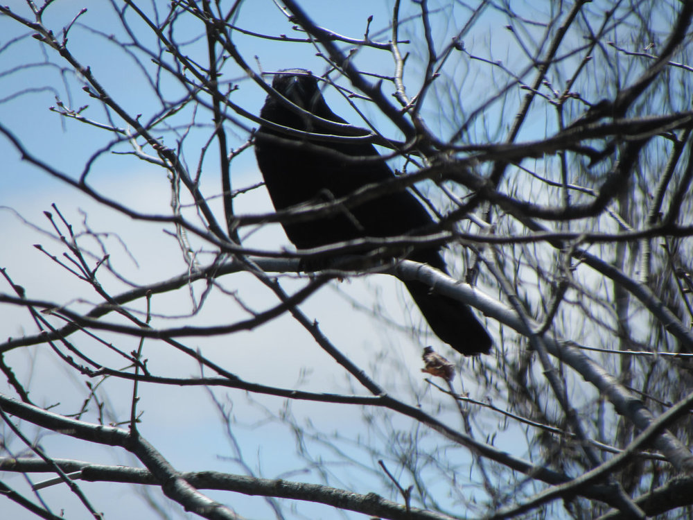 crow-or-raven-3.jpg