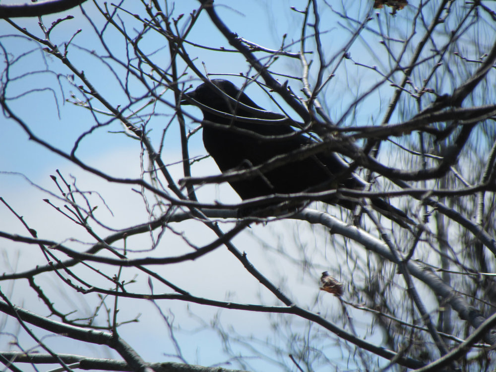 crow-or-raven-4.jpg