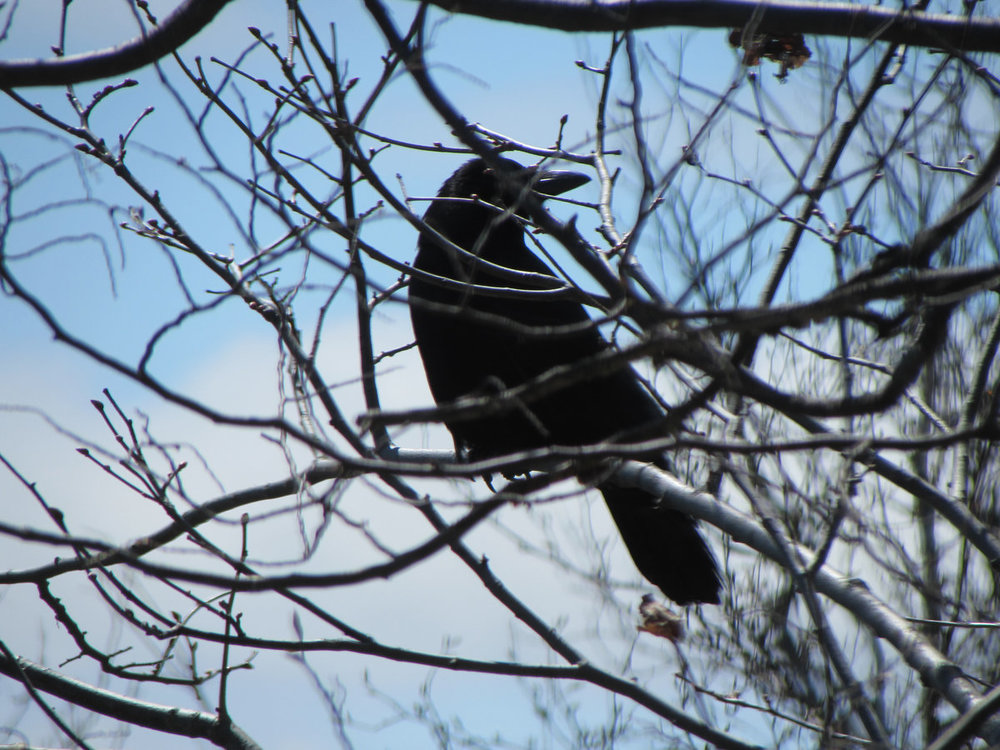 crow-or-raven-5.jpg