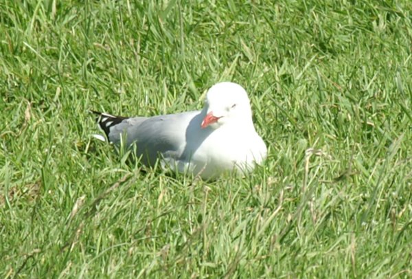 Gull - New Zealand - 1.JPG