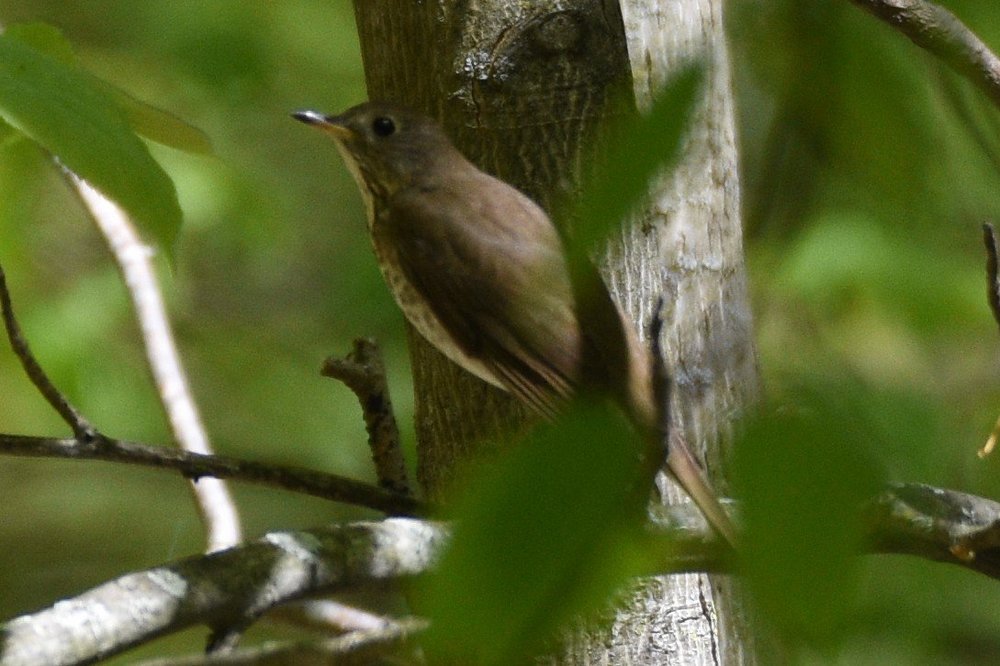 thrush3.thumb.jpg.1ced6e3b7f461fd24f858f757caa1127.jpg