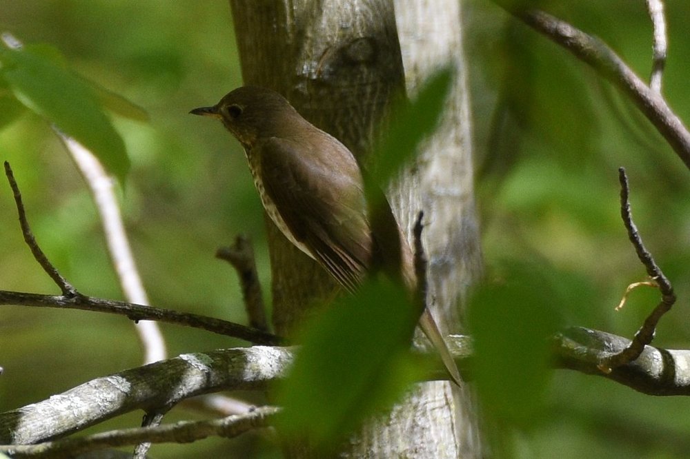 thrush4.thumb.jpg.7626eff3b83180a43baa6cb848d32e75.jpg