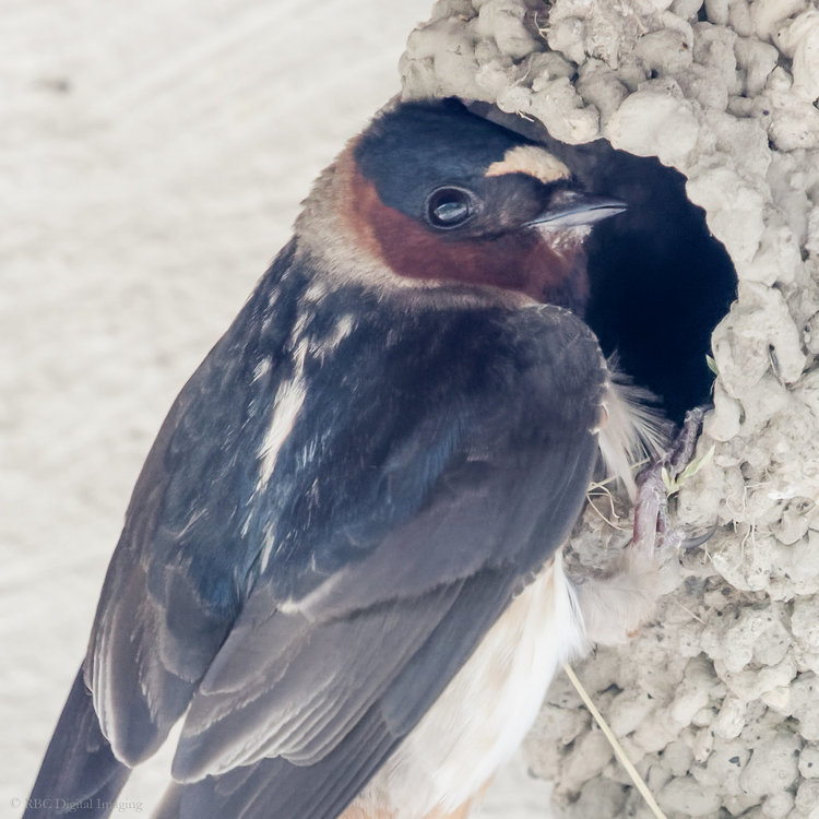 Cliff Swallow at nest 1x1 crop HAR 7227778-.jpg