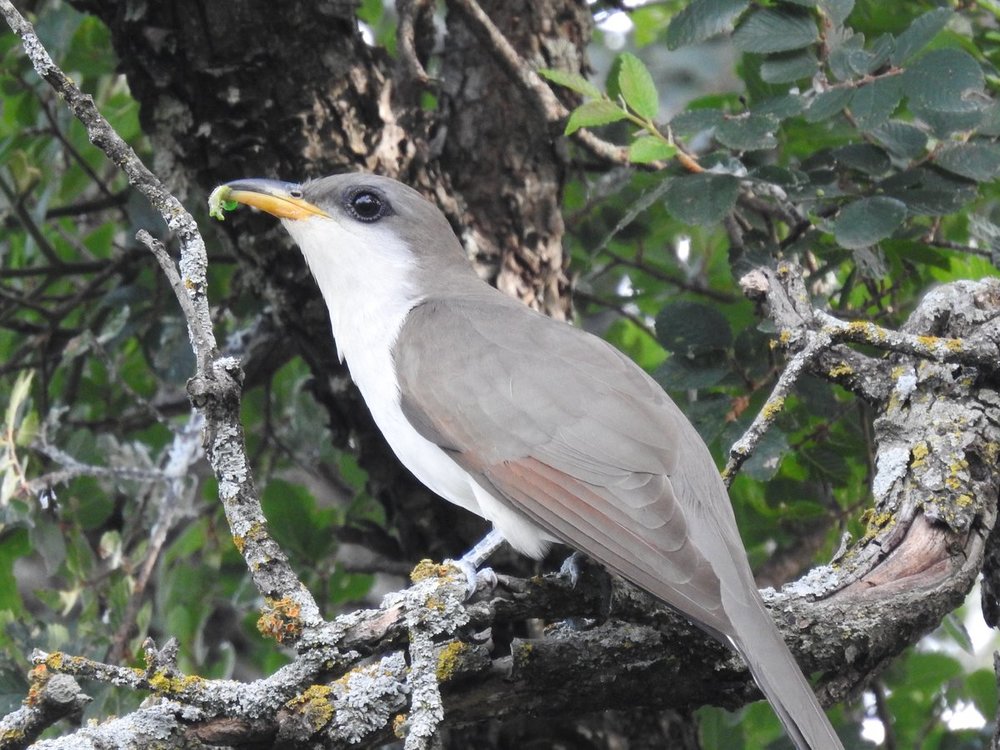 cuckoo, yellow-billed  (1).JPG
