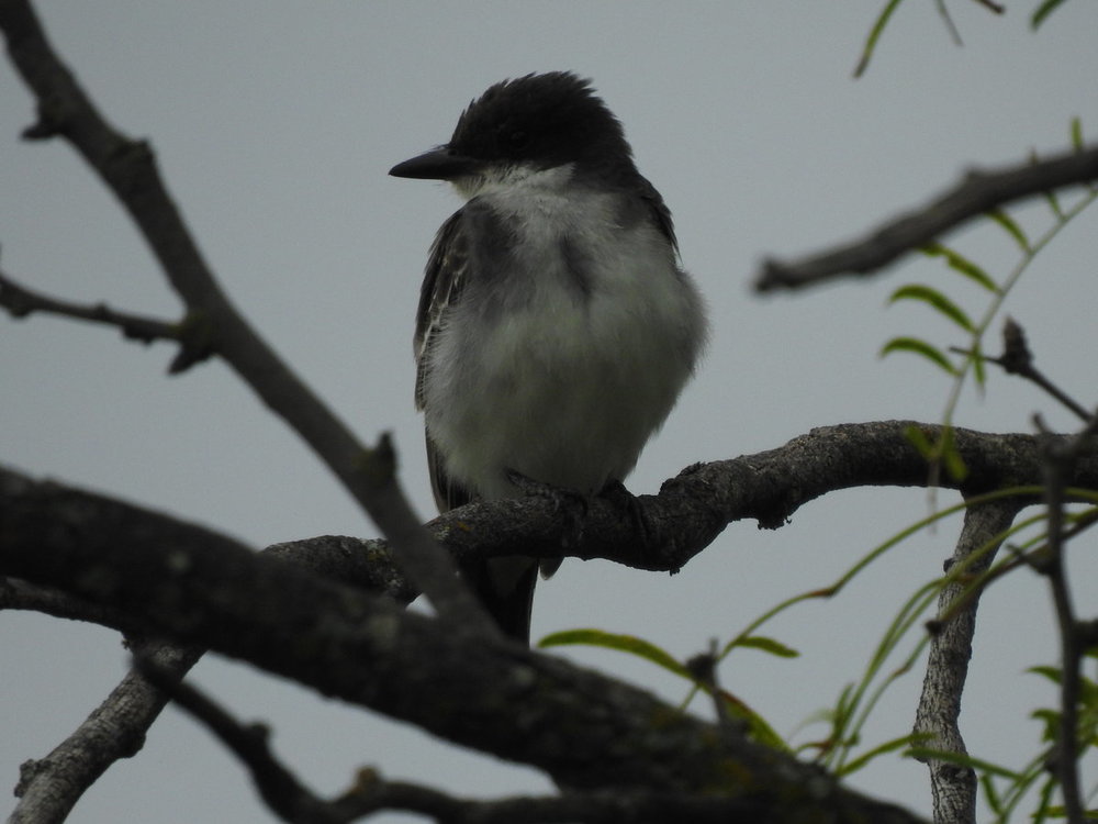 kingbird, eastern (8).JPG