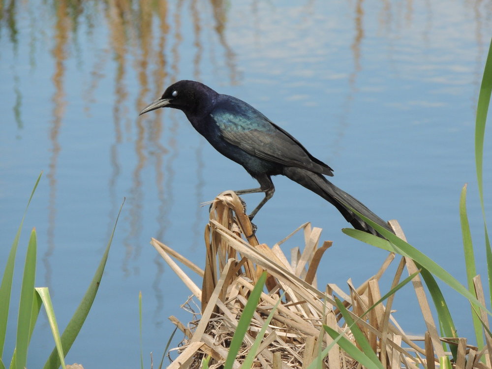 Grackle great-tailed male.JPG