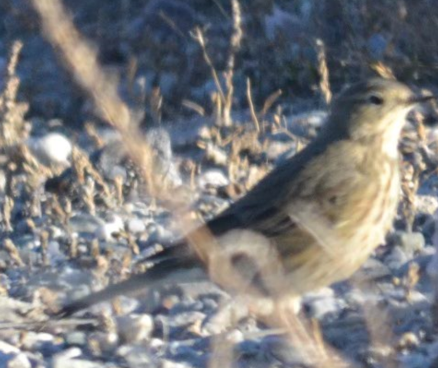 Possible American Pipit.png