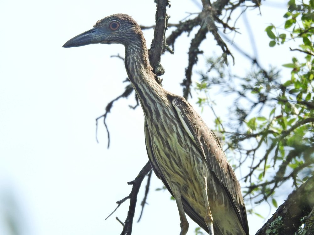 heron, yellow-crowned night-heron (7).JPG