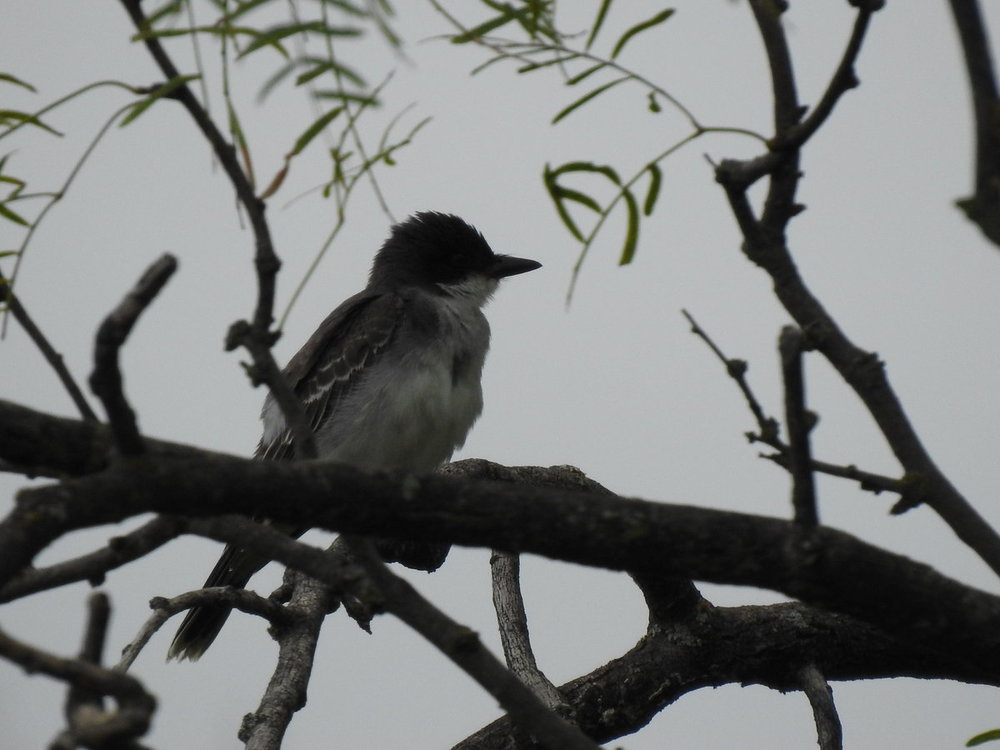 kingbird, eastern (9).JPG
