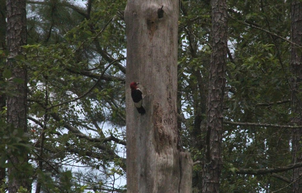 390. Red-headed Woodpecker (2).jpg