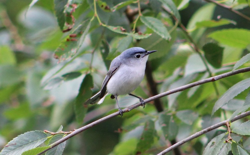 Blue-grey Gnatcatcher.JPG
