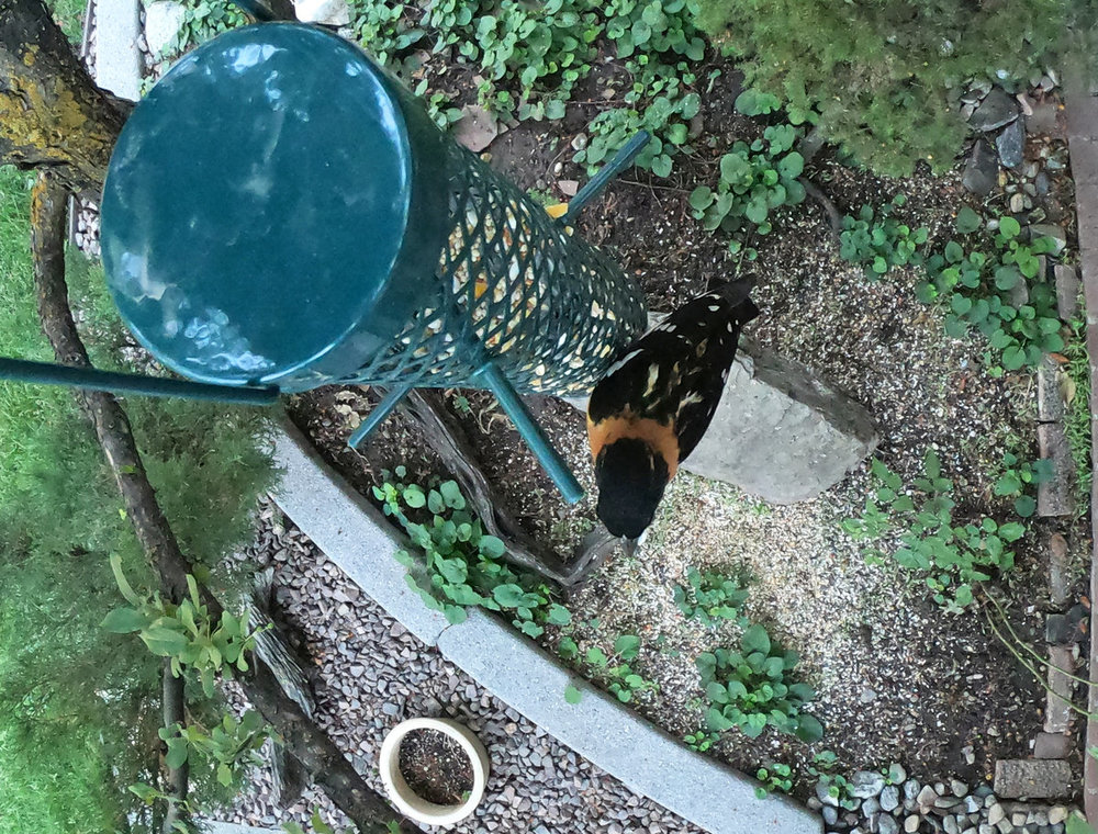 Need an assist on this visitor in Salt Lake City, UT Help Me Identify