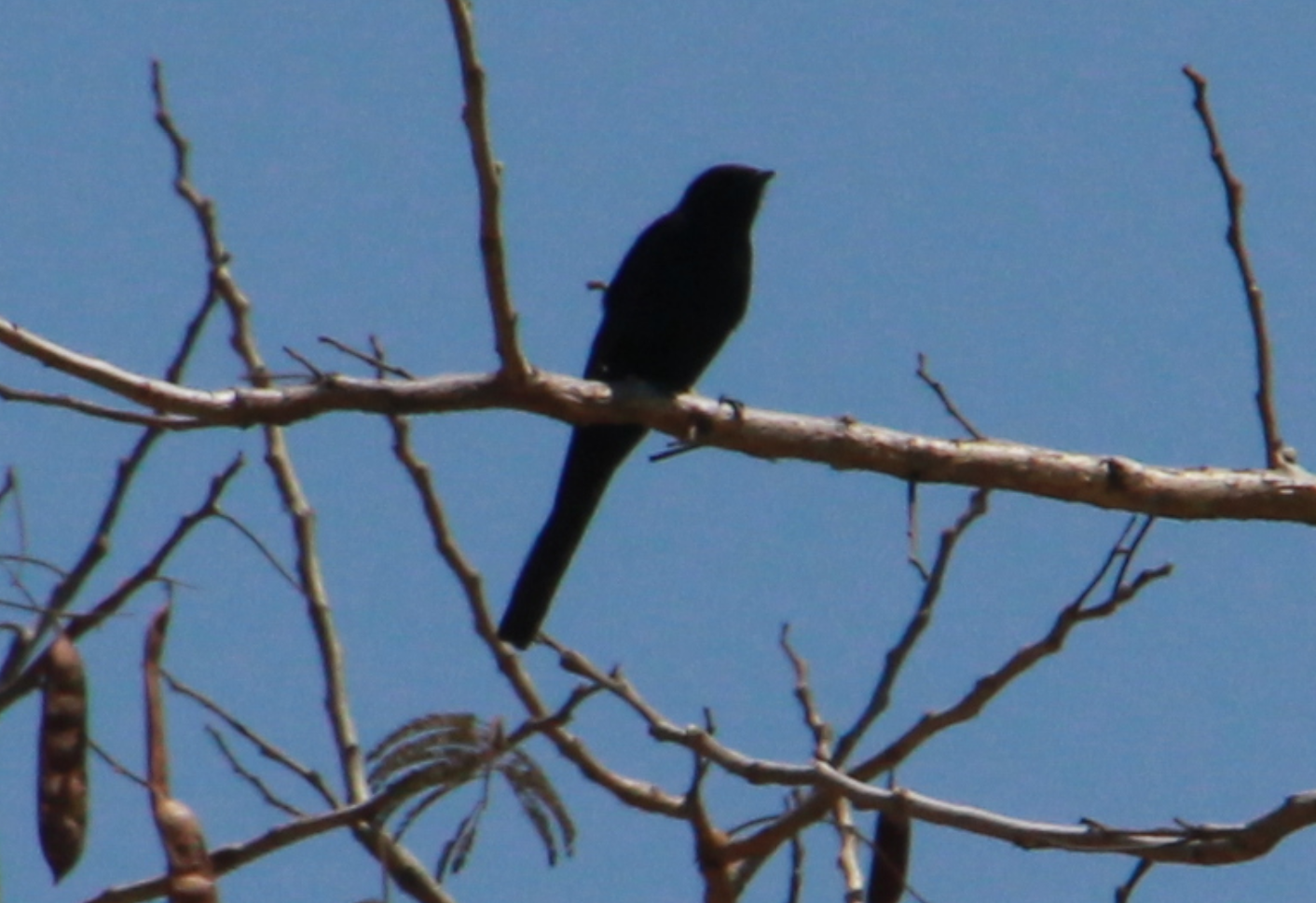 Zimbabwe - Black Bird Long Tail - Pic 1 - Copy.PNG