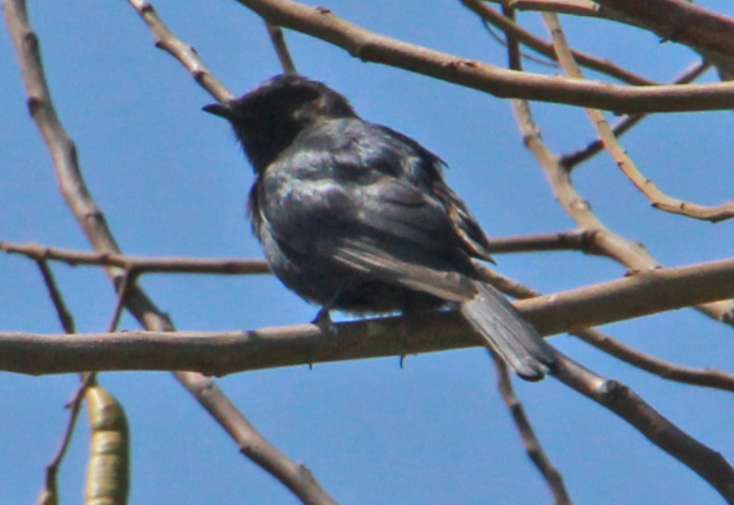 Zimbabwe - Black Bird - Pic 4.PNG