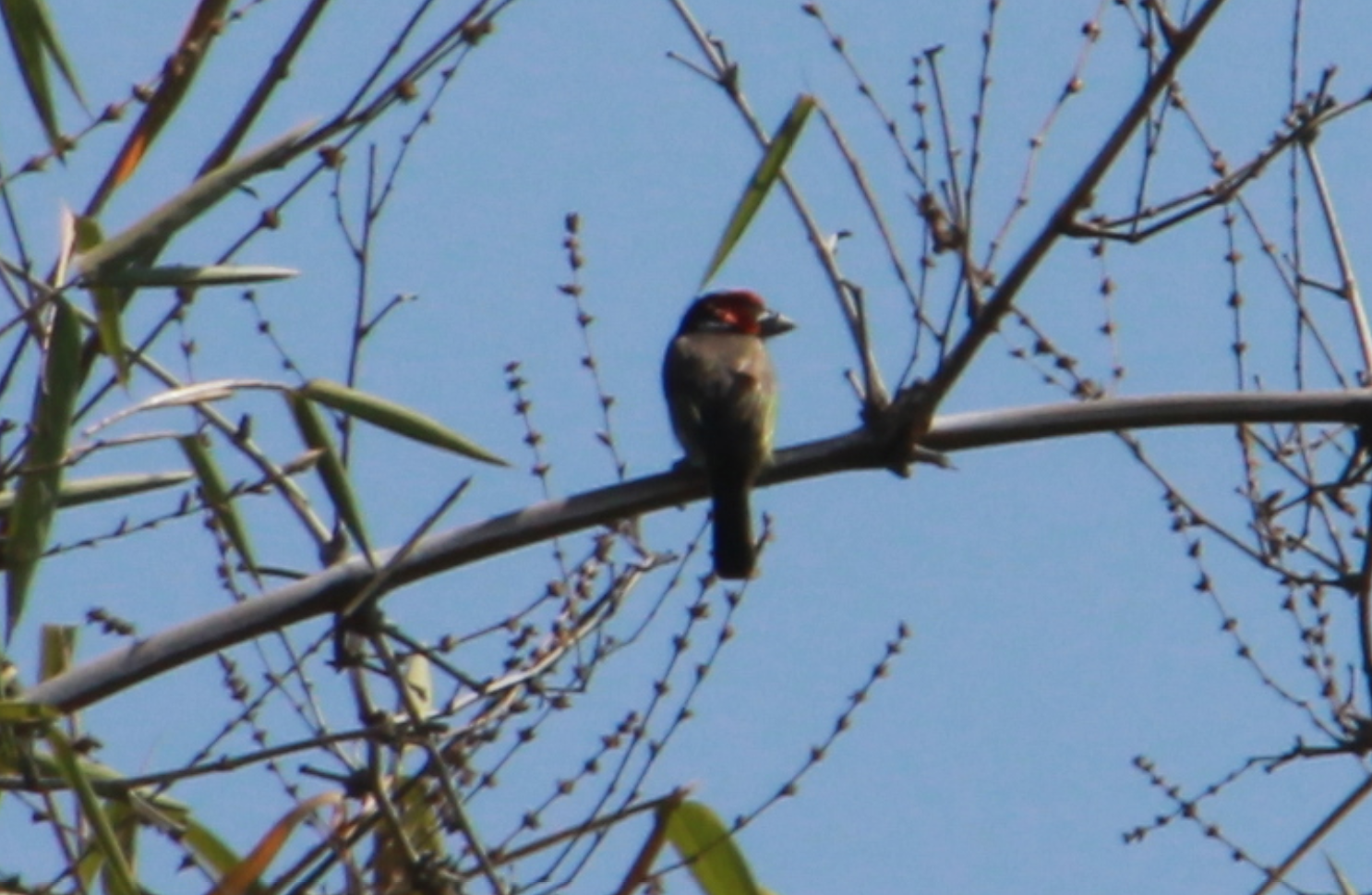 Zimbabwe - Bird Red Head - Pic 2.PNG