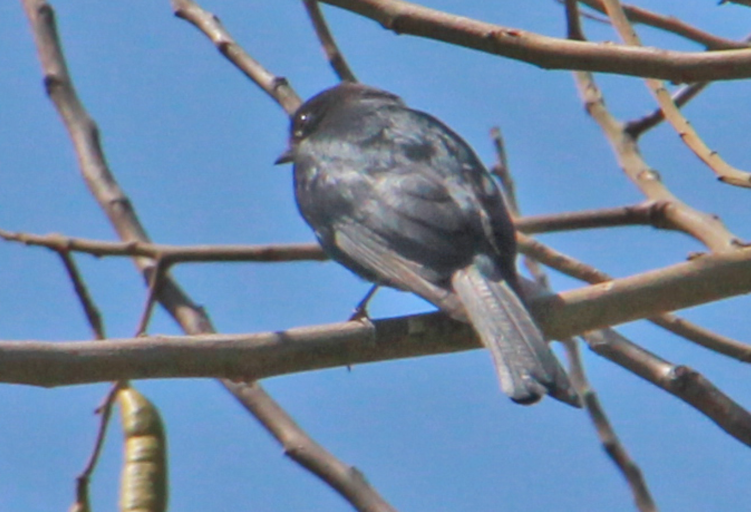 Zimbabwe - Black Bird - Pic 3.PNG