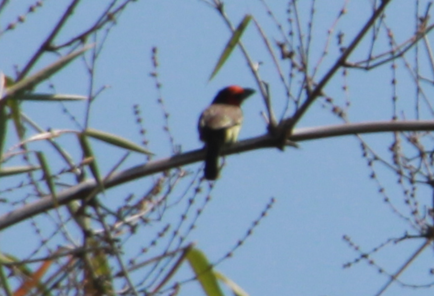 Zimbabwe - Bird - Read Head - Pic 1.PNG