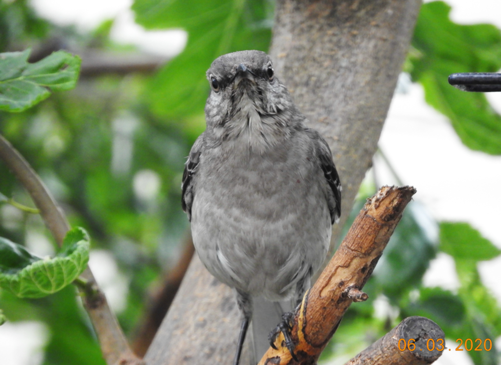 northern-mockingbird-head-on.png