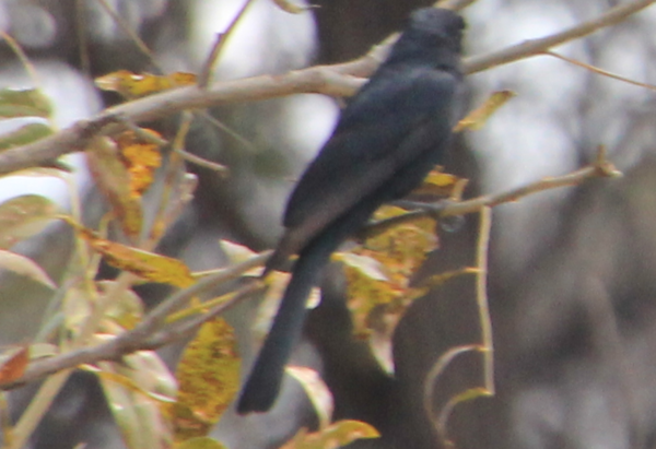 Zimbabwe - Black Bird - Pix 1.PNG