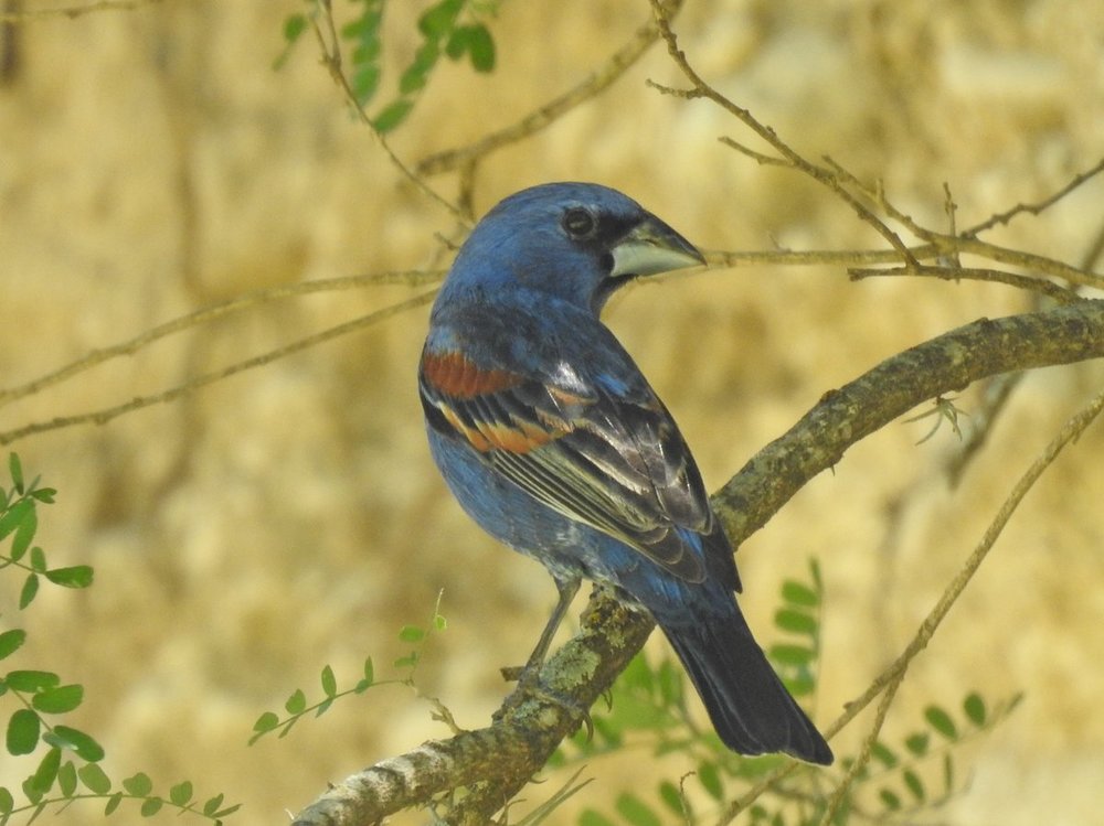 grosbeak, blue (1).JPG
