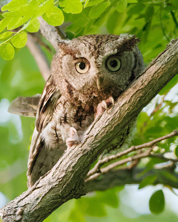 Eastern Screech-Owl adult HVT D756727-.jpg