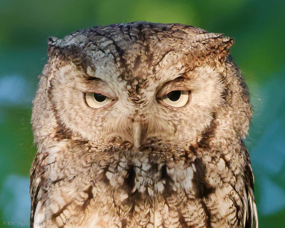 Eastern Screech-Owl adult cu HVT-.jpg