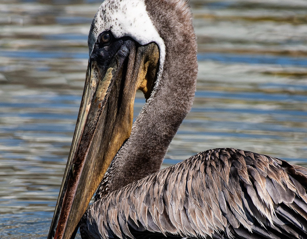 Brown Pelican 1.jpg