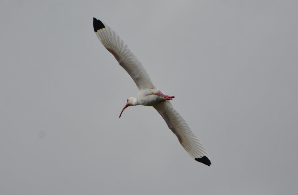 Wood Stork.JPG