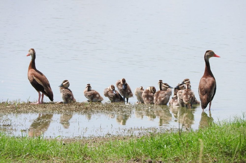 Black-bellied Whistling-Duck 1 7-18-20.JPG