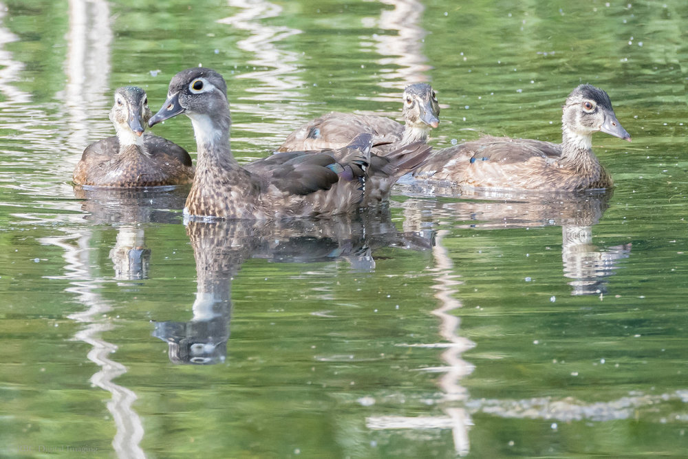 Wood Ducks female and 3 chicks HVT-757488.jpg