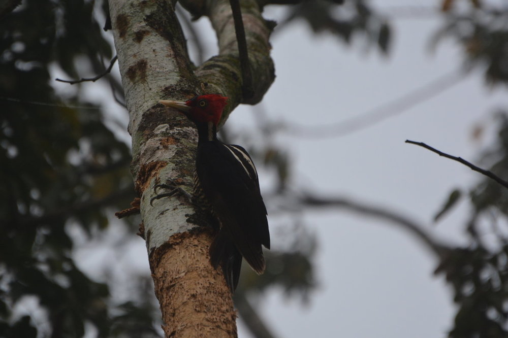 Woodpecker Guatemala.JPG