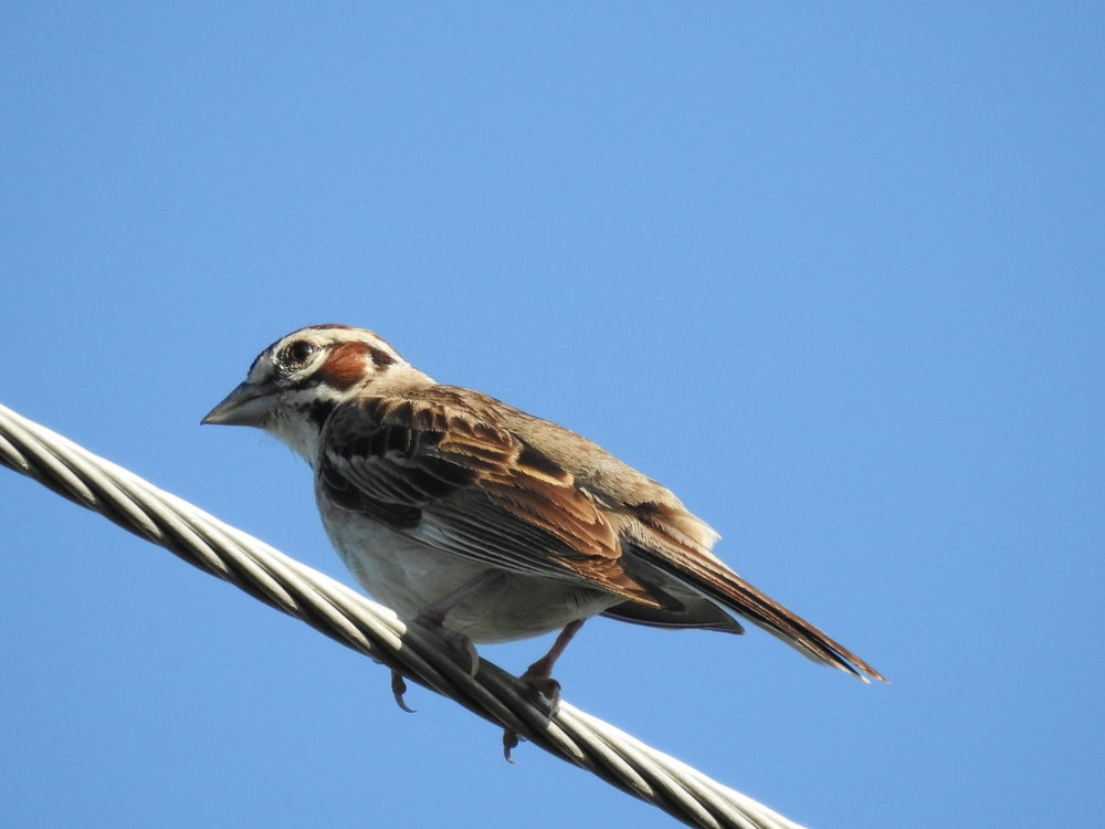 sparrow, lark (10).JPG