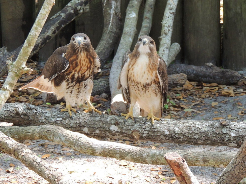 Hawk red-tailed pair.JPG