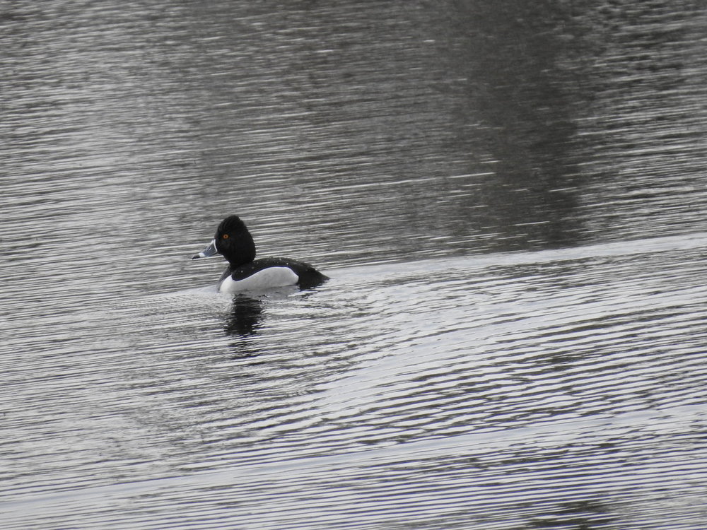415848002_duckringnecked(7).thumb.JPG.a0d0d512be8335d957ee040a49e0f454.JPG