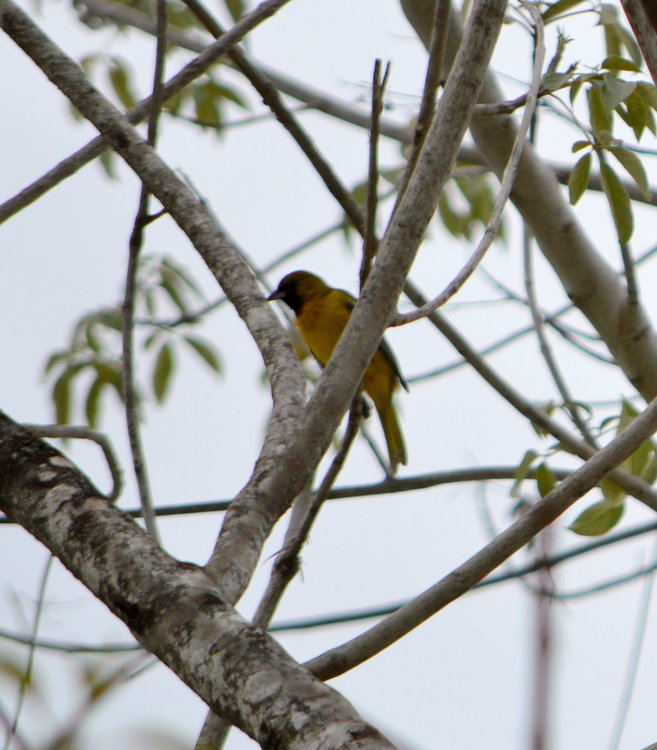 Yellow tailed Oriole.JPG