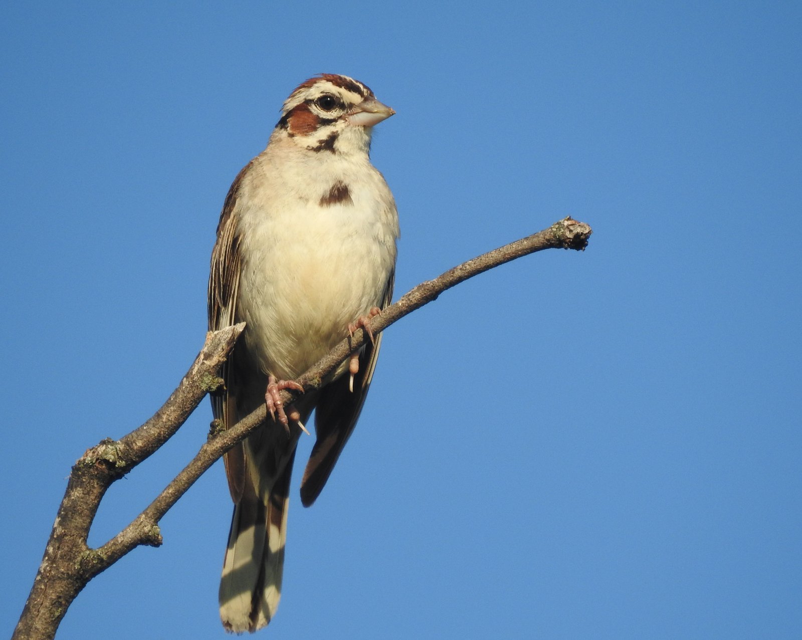 sparrow, lark (9).JPG