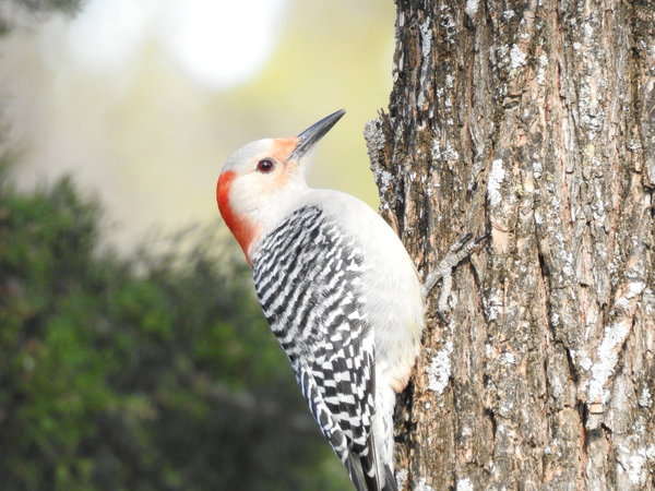 woodpecker, red bellied (11).JPG