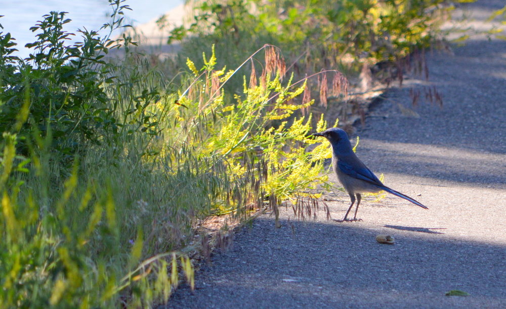Blue bird.JPG