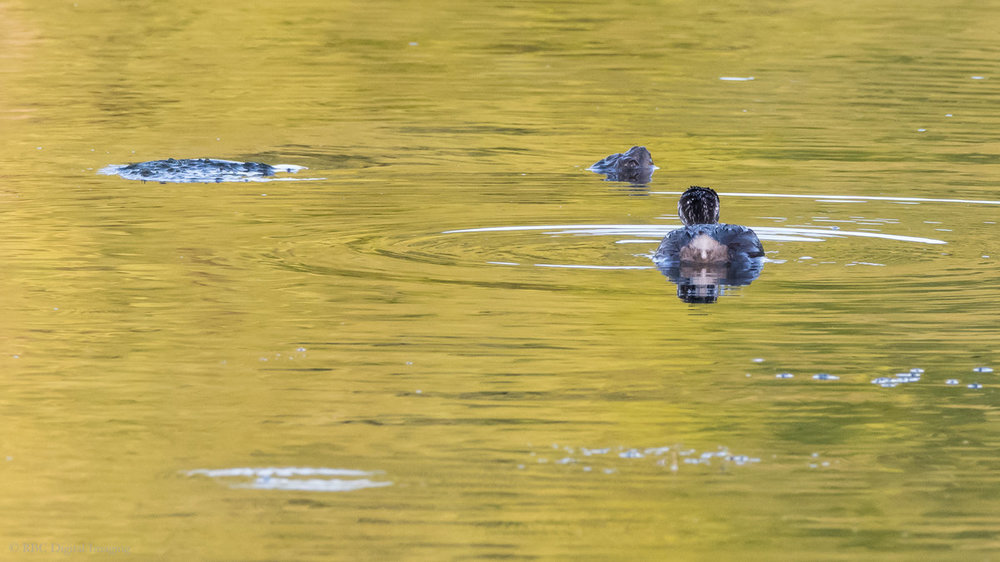 Pied-billed Grebe juv Snapping Turtle HVT-758076.jpg