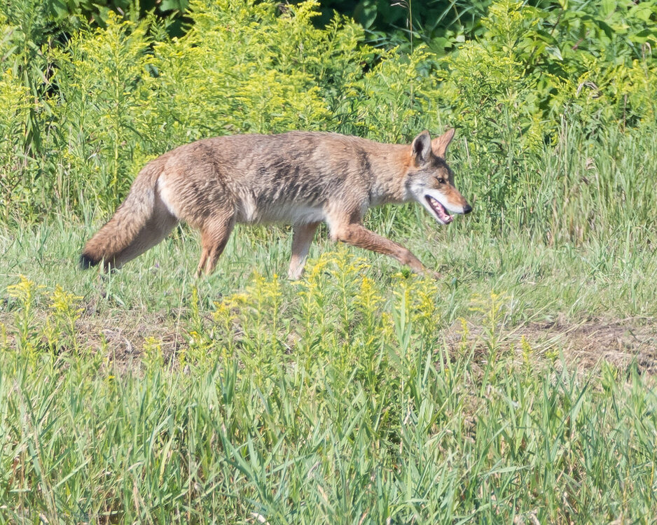 Coyote EcoP-759510.jpg