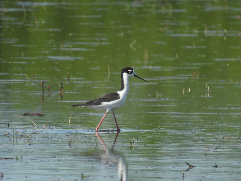 stilt, black-necked (3).JPG