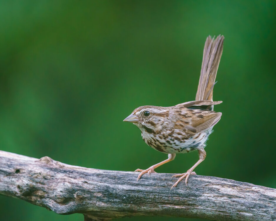 Song Sparrow - Maybe.jpg