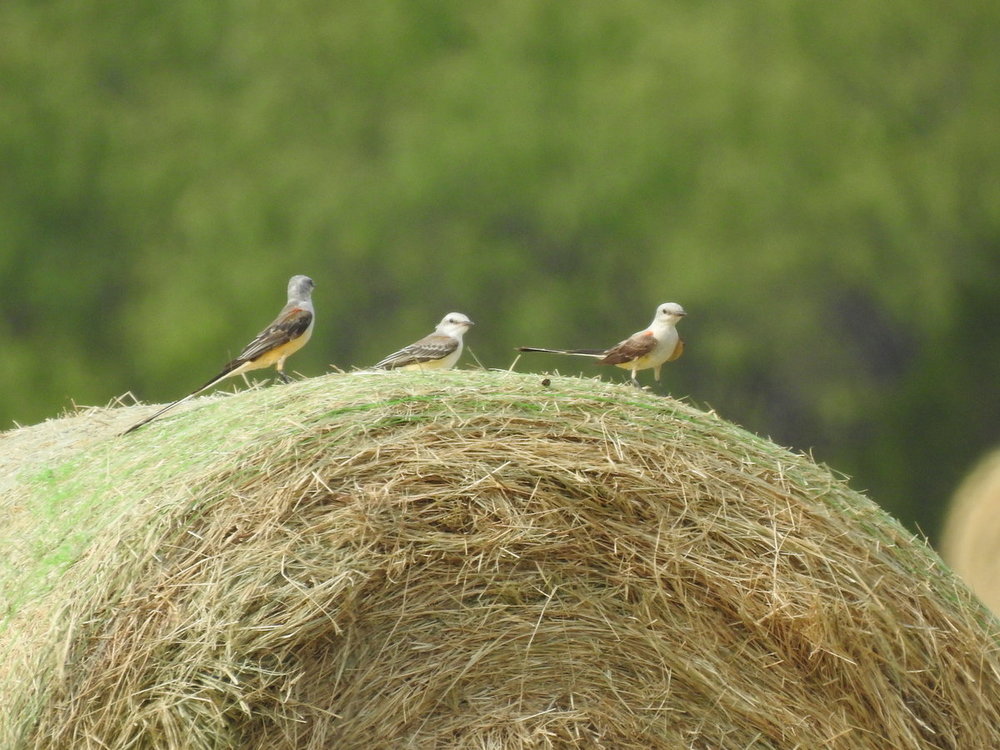 flycatcher, scissor tailed(10).JPG