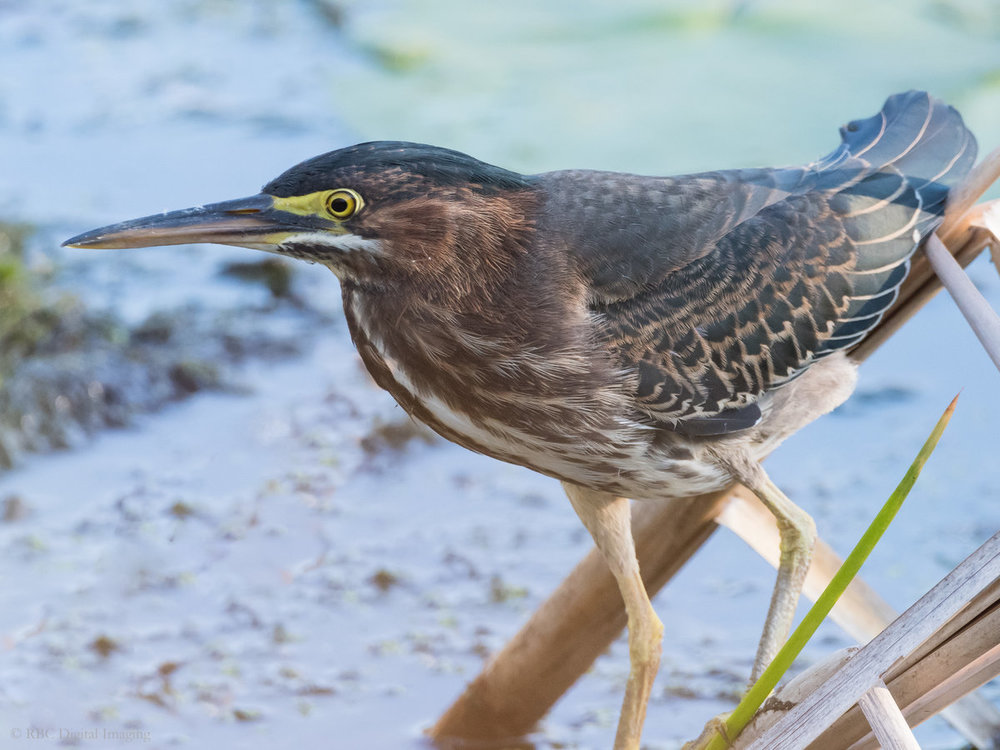 Green Heron imm HVT-758165.jpg