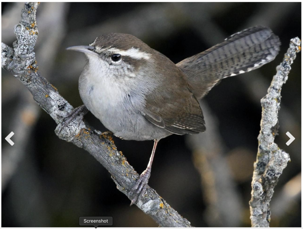 Bewick's Wren - All About Birds.png